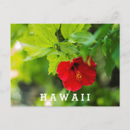 Roter Hibiskus Hawaii Tropische Blume Postkarte