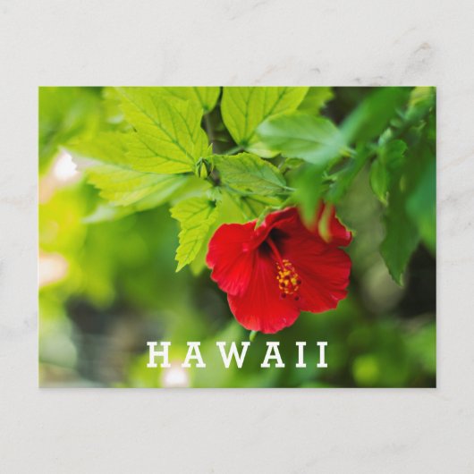 Roter Hibiskus Hawaii Tropische Blume Postkarte (Vorderseite)