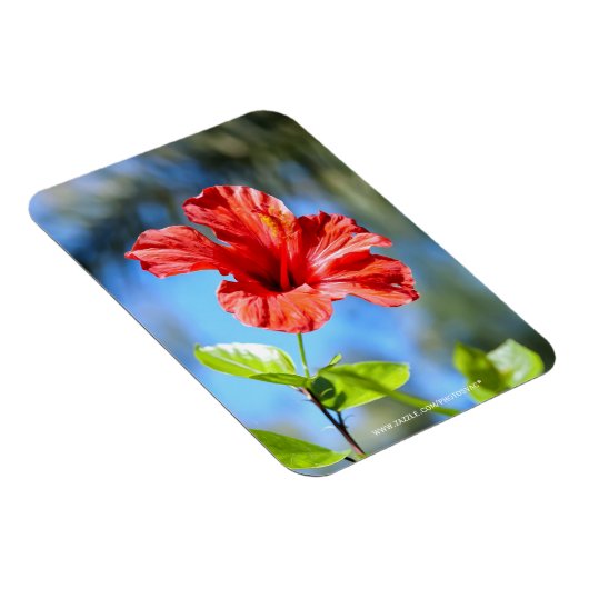 Roter Hibiskus Magnet (Rechte Seite)