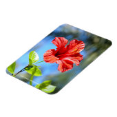 Roter Hibiskus Magnet (Linke Seite)