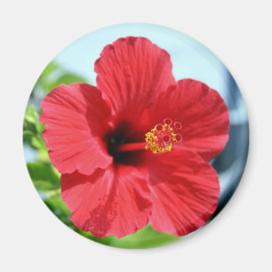 Roter Hibiskus-Magnet Magnet