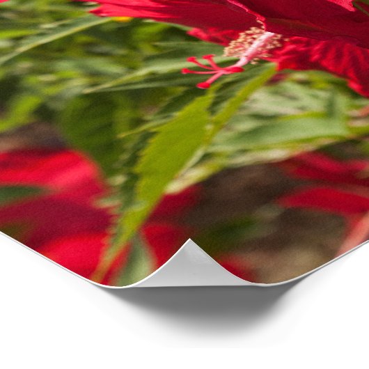 Roter Hibiskus Poster (Ecke)