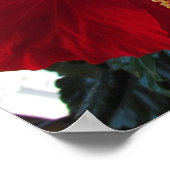 Roter Hibiskus Poster (Ecke)