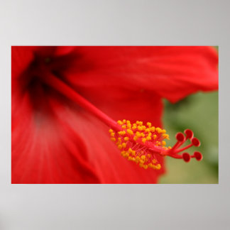 Roter Hibiskus Poster