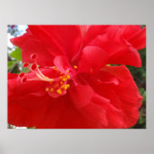 Roter Hibiskus Poster (Vorne)