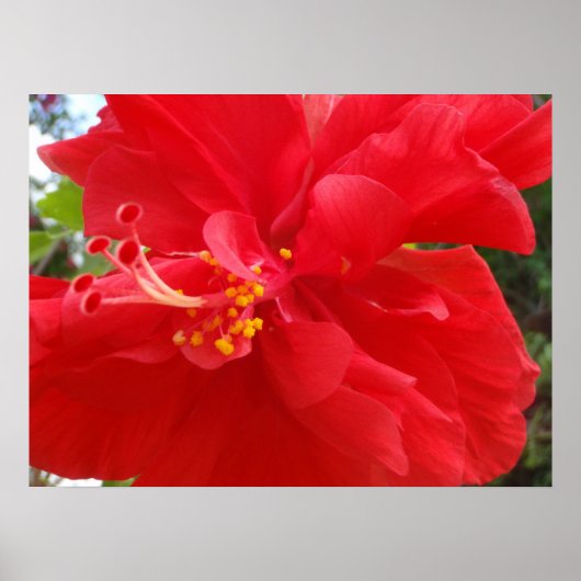 Roter Hibiskus Poster (Vorne)