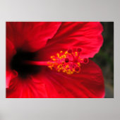 Roter Hibiskus Poster (Vorne)