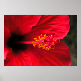 Roter Hibiskus Poster