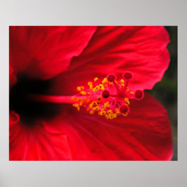 Roter Hibiskus Poster