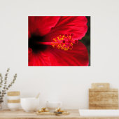 Roter Hibiskus Poster (Küche)