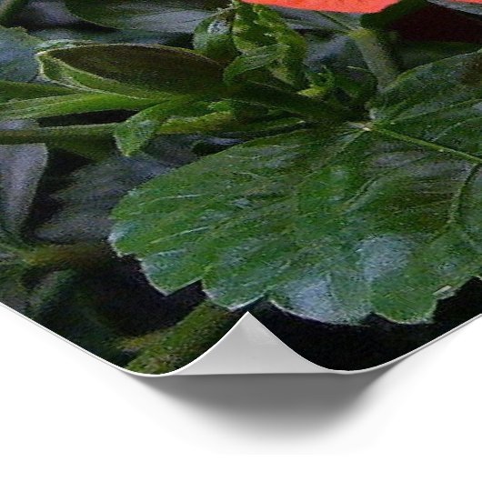 Roter Hibiskus Poster (Ecke)