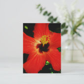 Roter Hibiskus Postkarte (Stehend Vorderseite)