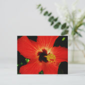 Roter Hibiskus Postkarte (Stehend Vorderseite)