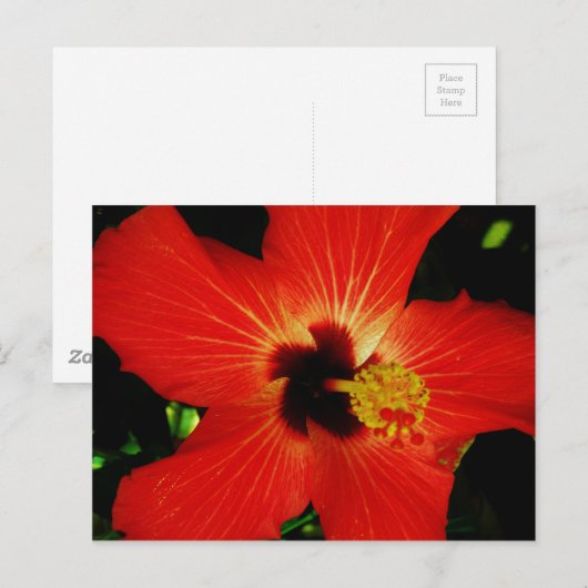 Roter Hibiskus Postkarte (Vorne/Hinten)