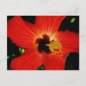 Roter Hibiskus Postkarte (Vorderseite)