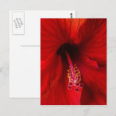 Roter Hibiskus Postkarte (Vorne/Hinten)