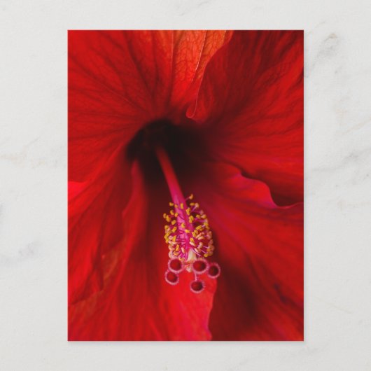 Roter Hibiskus Postkarte (Vorderseite)