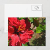 Roter Hibiskus Postkarte (Vorne/Hinten)