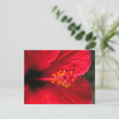 Roter Hibiskus Postkarte (Stehend Vorderseite)