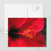Roter Hibiskus Postkarte (Vorne/Hinten)