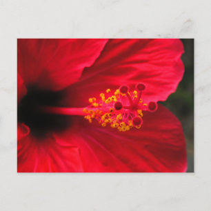 Roter Hibiskus Postkarte
