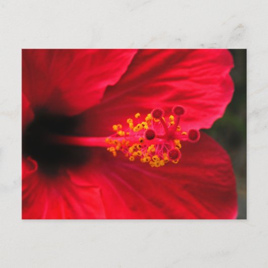 Roter Hibiskus Postkarte (Vorderseite)