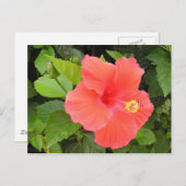 Roter Hibiskus Postkarte (Vorne/Hinten)