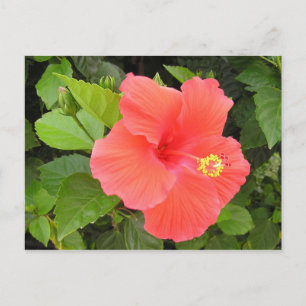 Roter Hibiskus Postkarte