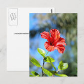 Roter Hibiskus Postkarte (Vorne/Hinten)
