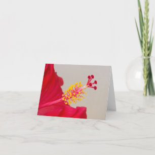Roter Hibiskus Schließung von Pistil und Stamen Einladung