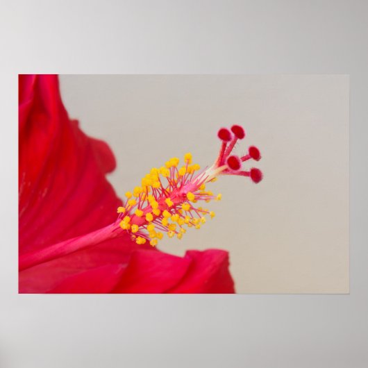 Roter Hibiskus Schließung von Pistil und Stamen Poster (Vorne)