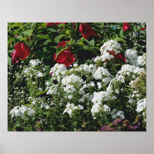 Roter Hibiskus und weißer Blumengarten mit Phlox Poster (Vorne)
