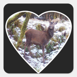 Roter Hirsch im Schnee Winter Wildtier Wald Kunst Quadratischer Aufkleber