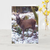 Roter Hirschstau im Schnee Grüße Karte Hinzufügen (Gelbe Blume)