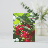 Roter Johannisbeere Postkarte (Stehend Vorderseite)