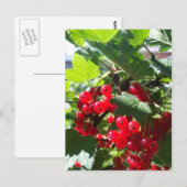Roter Johannisbeere Postkarte (Vorne/Hinten)