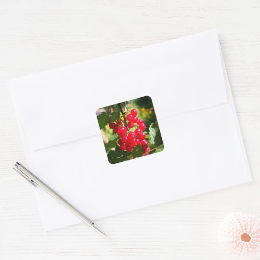 Roter Johannisbeere Quadratischer Aufkleber (Umschlag)