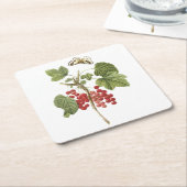 Roter Johannisbeere (Ribes rubrum) von Redouté Rechteckiger Pappuntersetzer (angewinkelt)