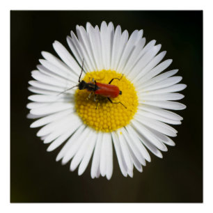 Roter Käfer auf weißer Margerite Makro Poster
