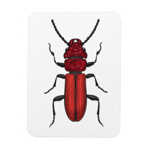 Roter Käfer Magnet