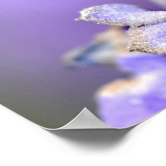 Roter Käfer Poster (Ecke)