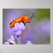 Roter Käfer Poster (Vorne)