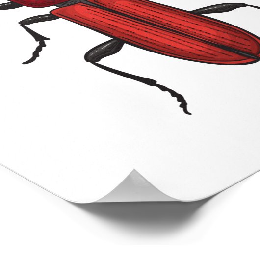 Roter Käfer Poster (Ecke)