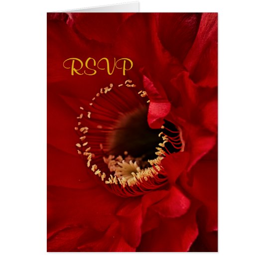 Roter Kaktus Blume in blühender UAWG (Vorne)