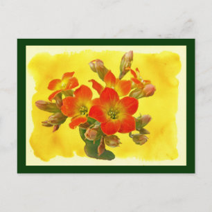 Roter Kalanchoe - Sukkulenter Sonnenschein Postkarte