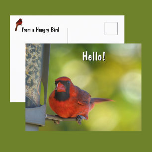 Roter Kardinal am Vogelfutterhaus Hungriger Vogel Postkarte