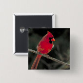 Roter Kardinal auf einer Baumzweigung Button (Vorne & Hinten)