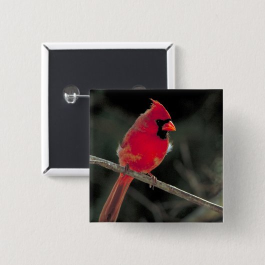 Roter Kardinal auf einer Baumzweigung Button (Vorne & Hinten)