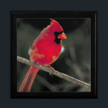 Roter Kardinal auf einer Baumzweigung Erinnerungskiste<br><div class="desc">Eine knusprige,  klar detaillierte und schöne Naturfotografie. Ein hellroter Kardinal aus dem Norden steht auf einem Baumzweig. Sie können sehen,  wie im Wind sanft Schübe von heruntergekommenen Federn wehen. Fluff und niedlich!</div>