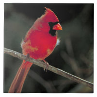 Roter Kardinal auf einer Baumzweigung